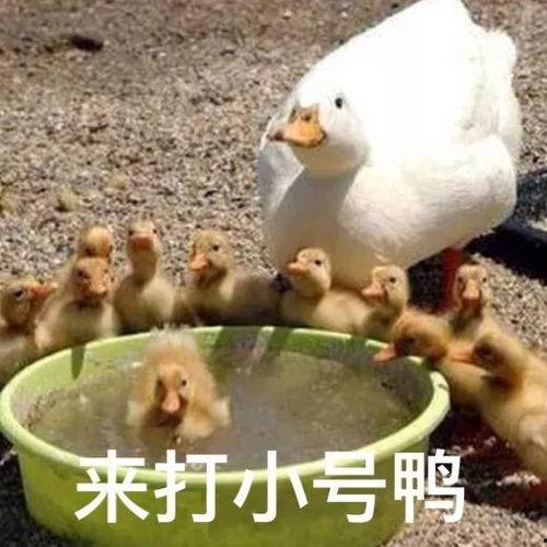 娱乐吃瓜鸭鸭鸭